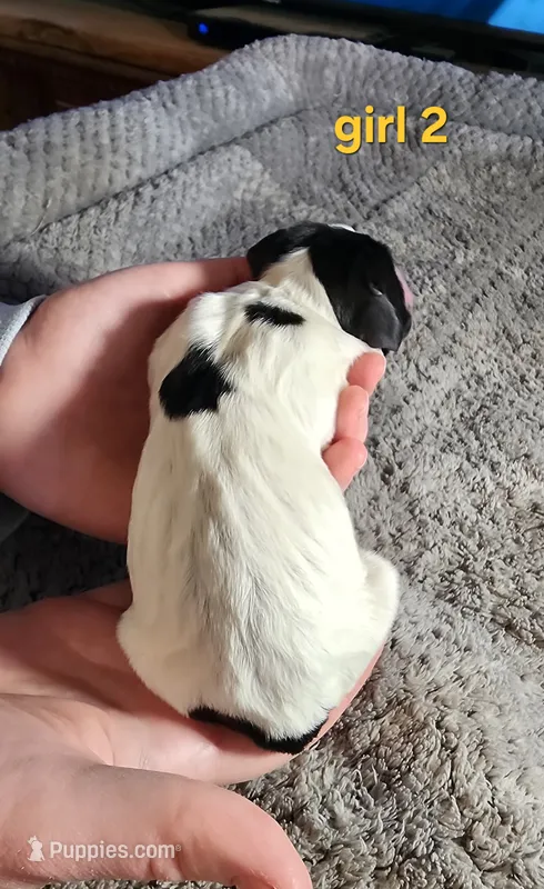 AKC English Cocker Girl 2