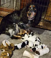 AKC English Cocker Girl 2, a female English Cocker Spaniel for sale in Houstonia, MO – Photo 3 of 4