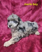 Merle boy, a male Poodle - Miniature  for sale in Houstonia, MO – Photo 4 of 9