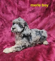 Merle boy, a male Poodle - Miniature  for sale in Houstonia, MO – Photo 7 of 9