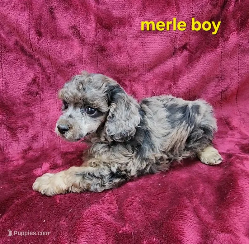 Merle boy – Poodle - Toy  puppy for sale in Houstonia, MO