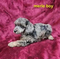 Merle boy, a male Poodle - Miniature  for sale in Houstonia, MO – Photo 3 of 9