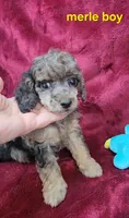 Merle boy, a male Poodle - Miniature  for sale in Houstonia, MO – Photo 5 of 9