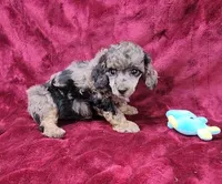 Merle boy, a male Poodle - Miniature  for sale in Houstonia, MO – Photo 2 of 9