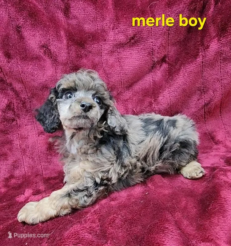 Merle boy – Poodle - Miniature  puppy for sale in Houstonia, MO