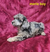 Merle boy, a male Poodle - Miniature  for sale in Houstonia, MO – Photo 8 of 9
