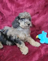 Merle boy, a male Poodle - Miniature  for sale in Houstonia, MO – Photo 6 of 9