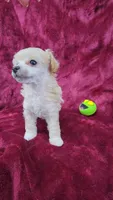 AKC Tiny Apricot Girl, a female Poodle - Toy  for sale in Houstonia, MO – 7 of 9