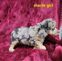 Merle girl, a female Poodle - Toy  for sale in Houstonia, MO – Photo 9 of 10
