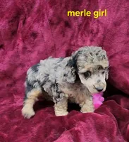 Merle girl, a female Poodle - Toy  for sale in Houstonia, MO – Photo 5 of 10