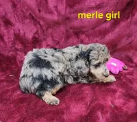 Merle girl, a female Poodle - Toy  for sale in Houstonia, MO – Photo 6 of 10
