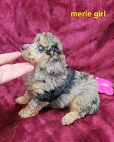 Merle girl, a female Poodle - Toy  for sale in Houstonia, MO – Photo 3 of 10