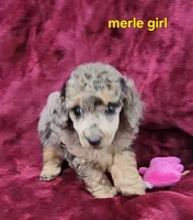 Merle girl, a female Poodle - Toy  for sale in Houstonia, MO – Photo 4 of 10