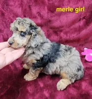 Merle girl, a female Poodle - Toy  for sale in Houstonia, MO – Photo 2 of 10
