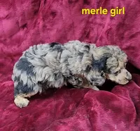 Merle girl, a female Poodle - Toy  for sale in Houstonia, MO – Photo 7 of 10