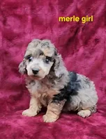 Merle girl, a female Poodle - Toy  for sale in Houstonia, MO – Photo 8 of 10