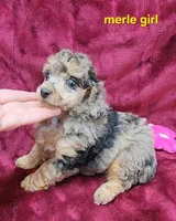 Merle girl, a female Poodle - Toy  for sale in Houstonia, MO – Photo 1 of 10