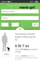 Merle girl, a female Poodle - Toy  for sale in Houstonia, MO – Photo 10 of 10