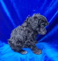 AKC Tiny Silver Boy, a male Poodle - Toy  for sale in Houstonia, MO – 5 of 9