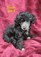 AKC Silver girl 3, a female Poodle - Toy  for sale in Houstonia, MO – 10 of 10