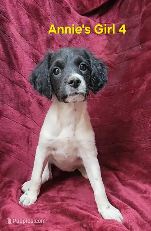 Annie's Girl 4 – French Brittany puppy for sale in Houstonia, MO