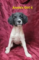 Annie's Girl 4, a female French Brittany for sale in Houstonia, MO – 1 of 9