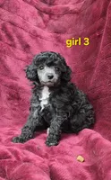 AKC Silver girl 3, a female Poodle - Toy  for sale in Houstonia, MO – 7 of 10