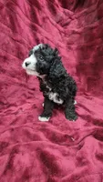 AKC "Tuxedo" boy, a male Poodle - Toy  for sale in Houstonia, MO – 7 of 10