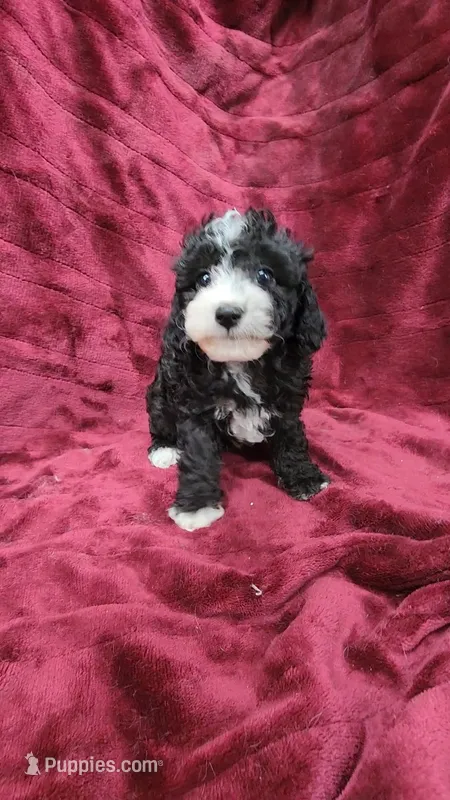 AKC "Tuxedo" boy – Poodle - Toy  puppy for sale in Houstonia, MO