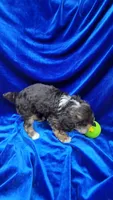 AKC Phantom boy with white, a male Poodle - Miniature  for sale in Houstonia, MO – 3 of 10