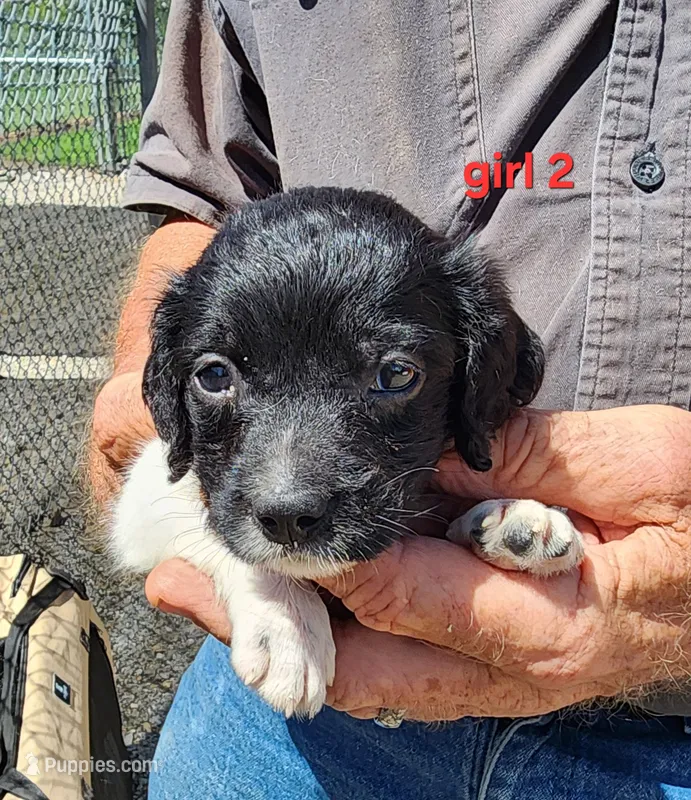 AKC/UKC Annie's girl 2 – French Brittany puppy for sale in Houstonia, MO