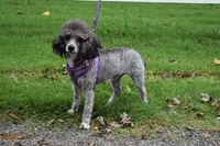 AKC Parti Boy, a male Poodle - Miniature  for sale in Houstonia, MO – 10 of 10