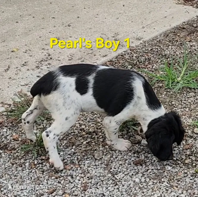AKC/UKC French Brittany boy 1 – French Brittany puppy for sale in Houstonia, MO
