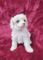 AKC Tiny Apricot Parti Girl, a female Poodle - Toy  for sale in Houstonia, MO – 7 of 10