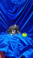 AKC Phantom boy with white, a male Poodle - Miniature  for sale in Houstonia, MO – 8 of 10