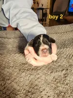 AKC English Cocker Boy 2, a male English Cocker Spaniel for sale in Houstonia, MO – Photo 2 of 4