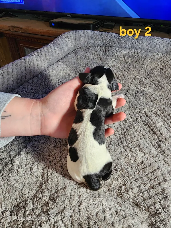 AKC English Cocker Boy 2