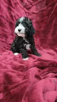AKC "Tuxedo" boy, a male Poodle - Toy  for sale in Houstonia, MO – 4 of 10