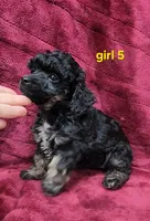 AKC phantom girl 5, a female Poodle - Toy  for sale in Houstonia, MO – 7 of 9