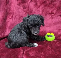 AKC black abstract girl, a female Poodle - Miniature  for sale in Houstonia, MO – 6 of 10