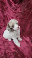 AKC merle parti, blue eyes, a male Poodle - Toy  for sale in Houstonia, MO – 8 of 10