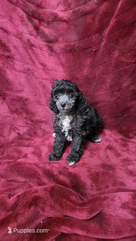 AKC Silver girl 2 – Poodle - Toy  puppy for sale in Houstonia, MO