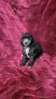 AKC Silver girl 2, a female Poodle - Toy  for sale in Houstonia, MO – 1 of 8