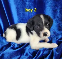AKC Frech Brittany Boy 2, a male French Brittany for sale in Houstonia, MO – 1 of 8