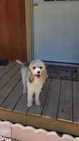 AKC Tiny Silver Boy, a male Poodle - Toy  for sale in Houstonia, MO – 8 of 9