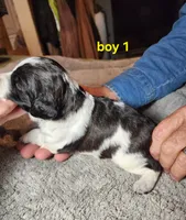 AKC/UKC boy 1, a male French Brittany for sale in Houstonia, MO – 3 of 7