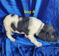 AKC French Brittany boy 4, a male French Brittany for sale in Houstonia, MO – 3 of 8