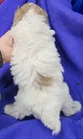 AKC Merle Parti Girl, a female Poodle - Miniature  for sale in Houstonia, MO – 6 of 8