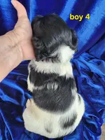 AKC French Brittany boy 4, a male French Brittany for sale in Houstonia, MO – 4 of 8