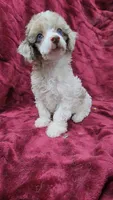AKC merle parti, blue eyes, a male Poodle - Toy  for sale in Houstonia, MO – 2 of 10